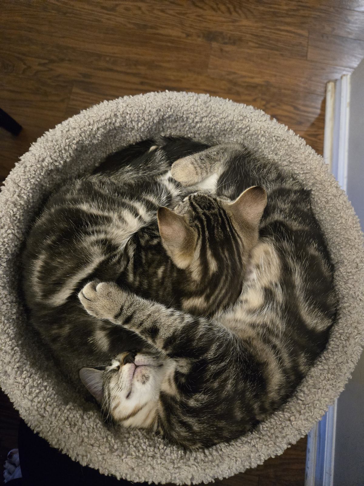 Renoir and Stickers asleep curled into each other in a round cat bed, forming a single circle of tabby fur.