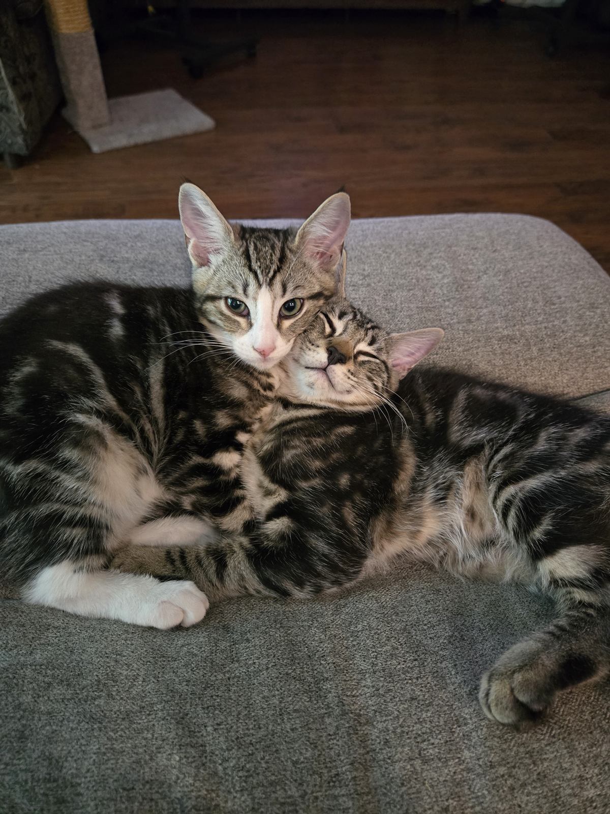 Stickers, a tabby kitten with a white chest and white front paws, sits up looking at the camera while his brother Renoir, a darker brown tabby, presses his face into Stickers' neck with his eyes closed.