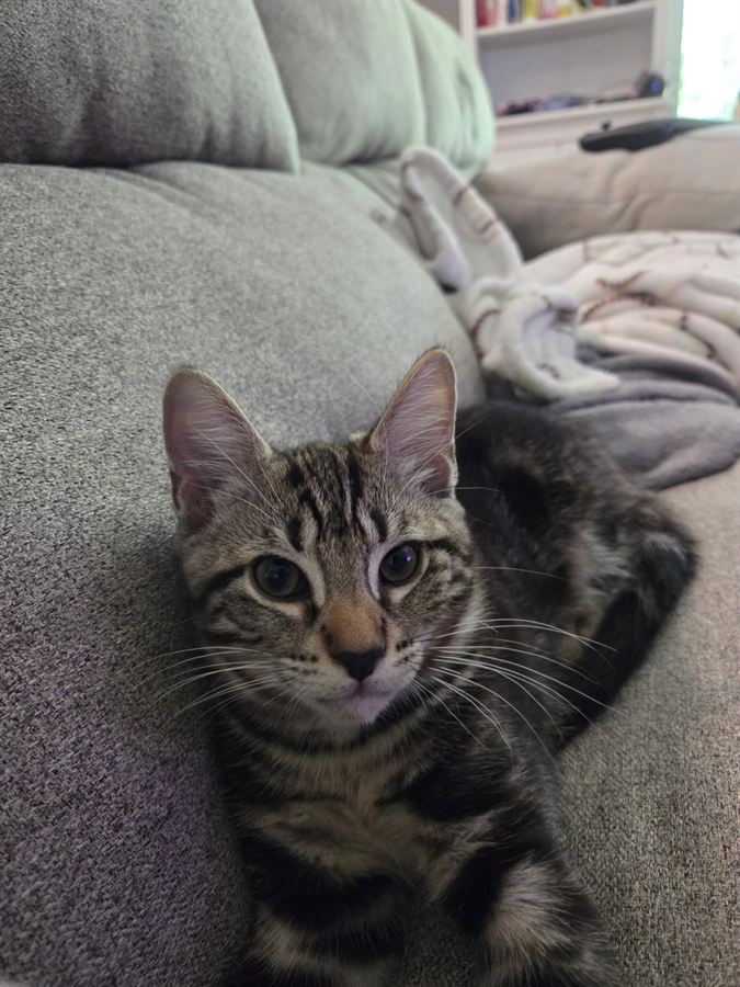 Renoir, a brown tabby with no white markings, lying on a gray couch and looking directly at the camera.