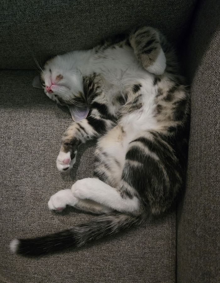 Stickers asleep on his back on a gray couch, white belly and white paws in the air, pink nose showing.