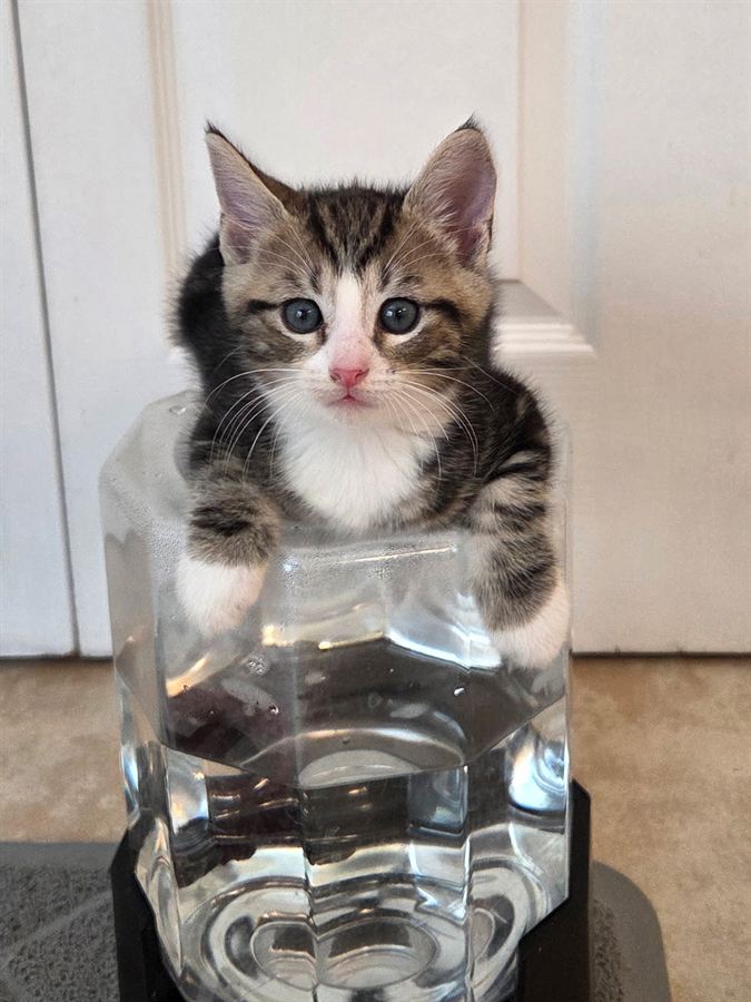 Stickers sitting up behind a glass water dispenser with his front paws hooked over the rim, looking straight at the camera. White chest, white muzzle and white paws.